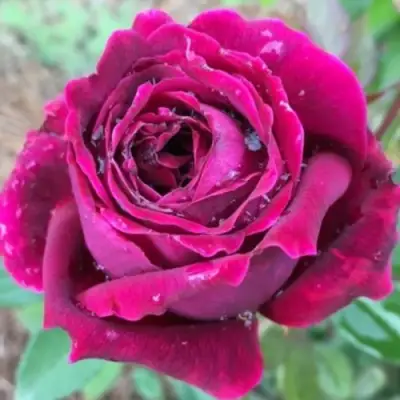 Роза РОЯЛ ПАЛАС японская в Минске