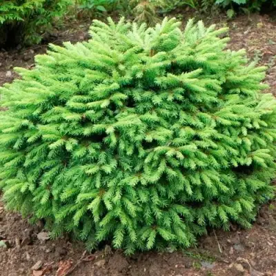 Ель НИДИФОРМИС обыкновенная в Минске