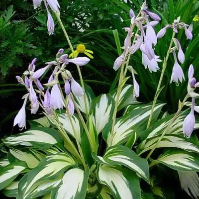 Хоста КРИСМАС КЭНДИ гибридная в Минске