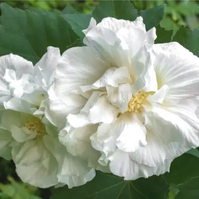 Гибискус АДМИРАЛ ДЕВЕЙ сирийский в Минске