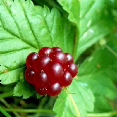 Княженика ЭЛПЕ в Минске