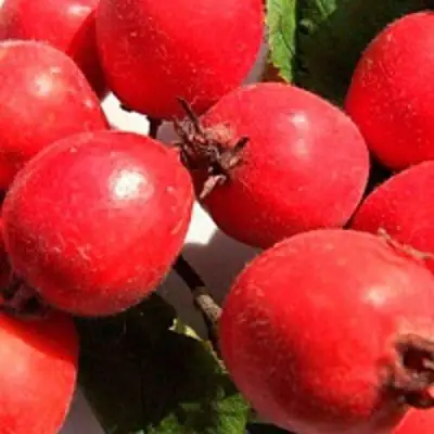 Боярышник КРУПНОПЛОДНЫЙ в Минске