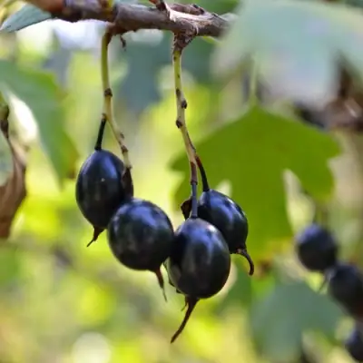 Смородина золотистая ДУСТЛИК в Минске