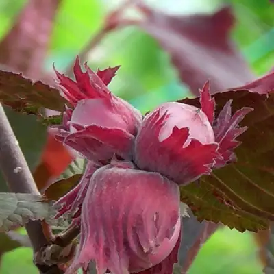 Фундук КАРДИНАЛ в Минске