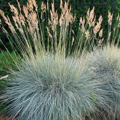 Овсянница ЭЛАЙДЖА БЛЮ в Минске