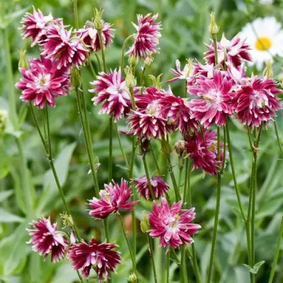 Аквилегия БАРЛОУ НОРА гибрид МакКаны в Минске