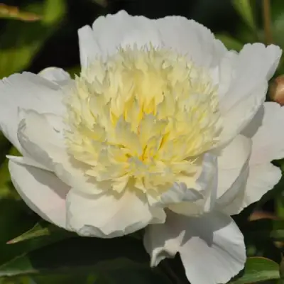 Пион ЗОЛОТАЯ ШПИЛЬКА травянистый в Минске