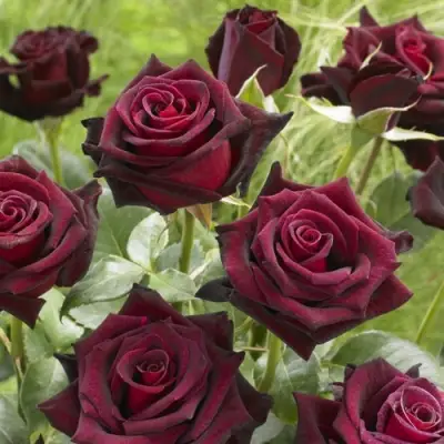 Роза БЛЭК БАККАРА чайно-гибридная в Минске