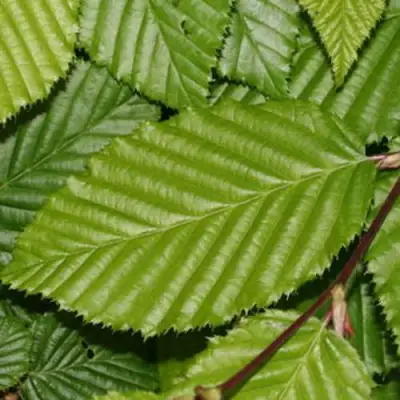 Граб японский в Минске