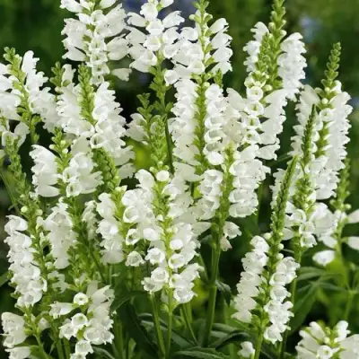 Физостегия АЛЬБА виргинская в Минске