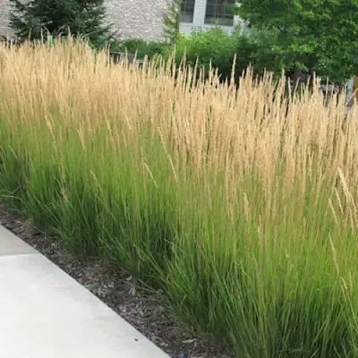 Вейник КАРЛ ФОРСТЕР остроцветковый в Минске