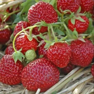 саженцы клубники ЗЕНГА-ЗЕНГАНА