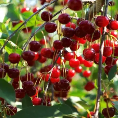 Вишня БРУСНИЦЫНА степная в Минске