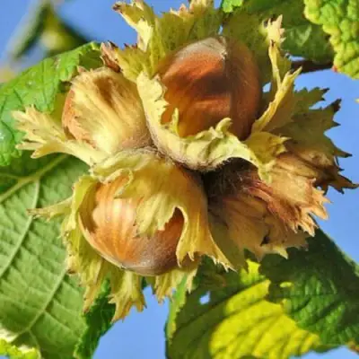 Фундук ТОНДА РОМАНА в Минске