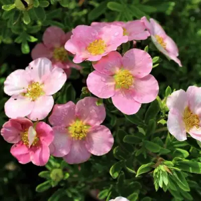 Лапчатка ЛАВЛИ ПИНК кустарниковая в Минске