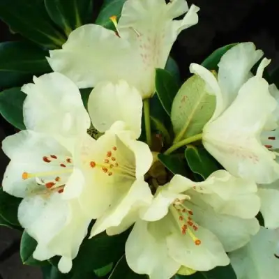 Рододендрон ГОЛДКРОН в Минске