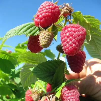 Малина ЕВРАЗИЯ в Минске