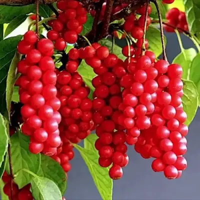 Лимонник САДОВЫЙ 1 китайский  в Минске