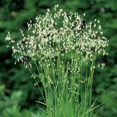 Трясунка средняя в Минске