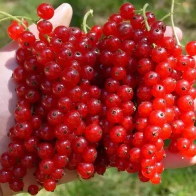 Смородина красная РЕД ПУЛ в Минске