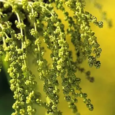 Дуб скальный в Минске