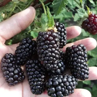 Ежевика ЛОХ НЕСС бесшипная  в Минске