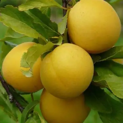 Слива СОЛНЫШКО в Минске