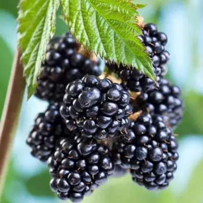 Ежевика БЛЭК САТИН бесшипная  в Минске