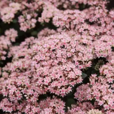 Очиток (седум) МАТРОНА в Минске