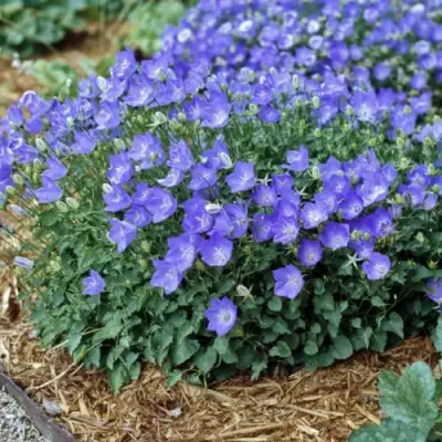 Колокольчик САНТА карпатский в Минске