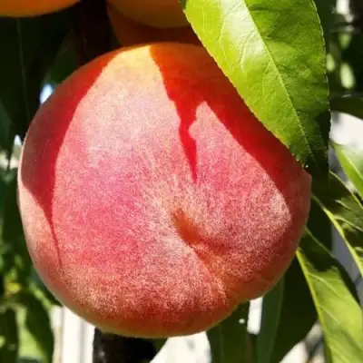 Персик ВАЙН ГОЛД Т3 в Минске