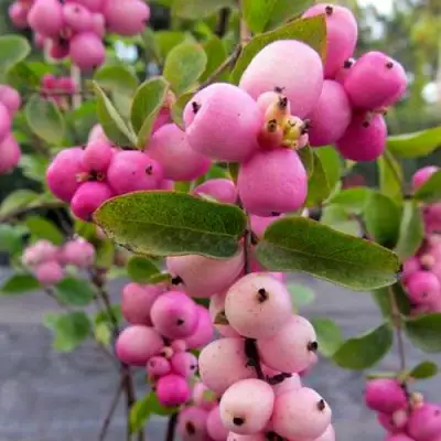 Снежноягодник ФИЕСТА БЕРРИ доренбоза в Минске