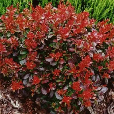 Барбарис КАРМЕН тунберга в Минске