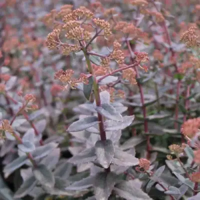 Очиток (седум) РЭЙН КСЕНОКС видный в Минске