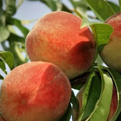 Персик ВУЛКАН в Минске