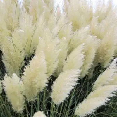 Кортадерия белая (пампасная трава) в Минске