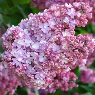 Сирень ПАМЯТЬ О ВЕХОВЕ в Минске