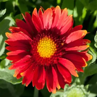 Гайлардия АРИЗОНА РЕД ШЕЙДС в Минске