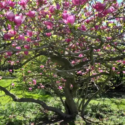 Магнолия СУЛАНЖА в Минске