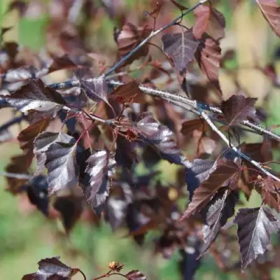 Береза Роял Фрост повислая