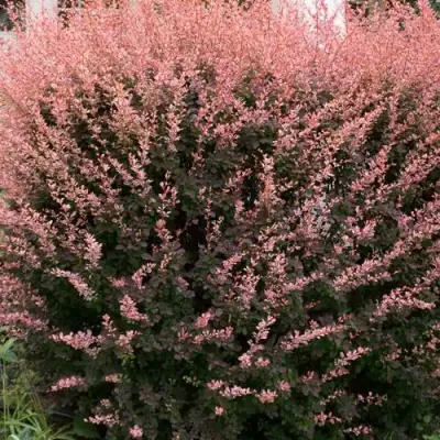 Барбарис РОУЗ ГЛОУ тунберга в Минске