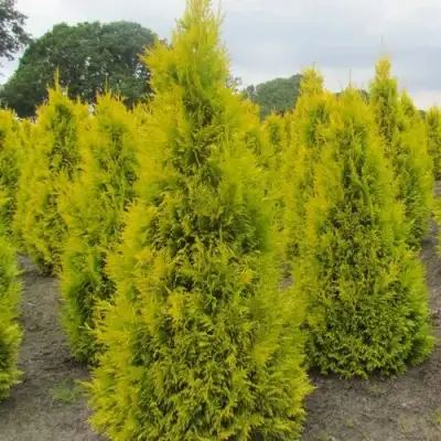 Туя САНКИСТ западная в Минске