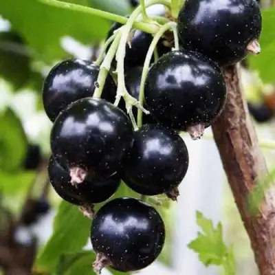 Смородина чёрная ДЕЛИКАТЕСНАЯ в Минске