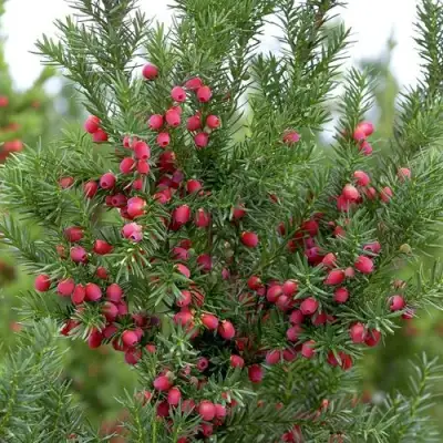 Тис ХИКСИ средний в Минске