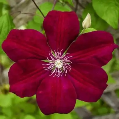 Клематис РУЖ КАРДИНАЛ в Минске