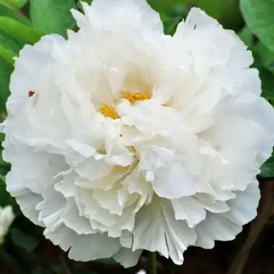 Пион БЕЛЫЙ СНЕГ древовидный в Минске