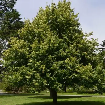 Липа сердцевидная в Минске