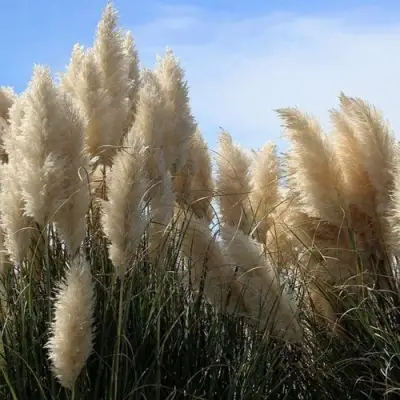 Кортадерия белая (пампасная трава) в Минске