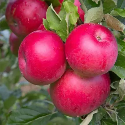 Яблоня РОЖДЕСТВЕНСКОЕ в Минске