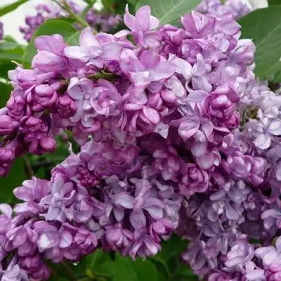 Сирень ГЕНЕРАЛ ПЕРШИНГ в Минске